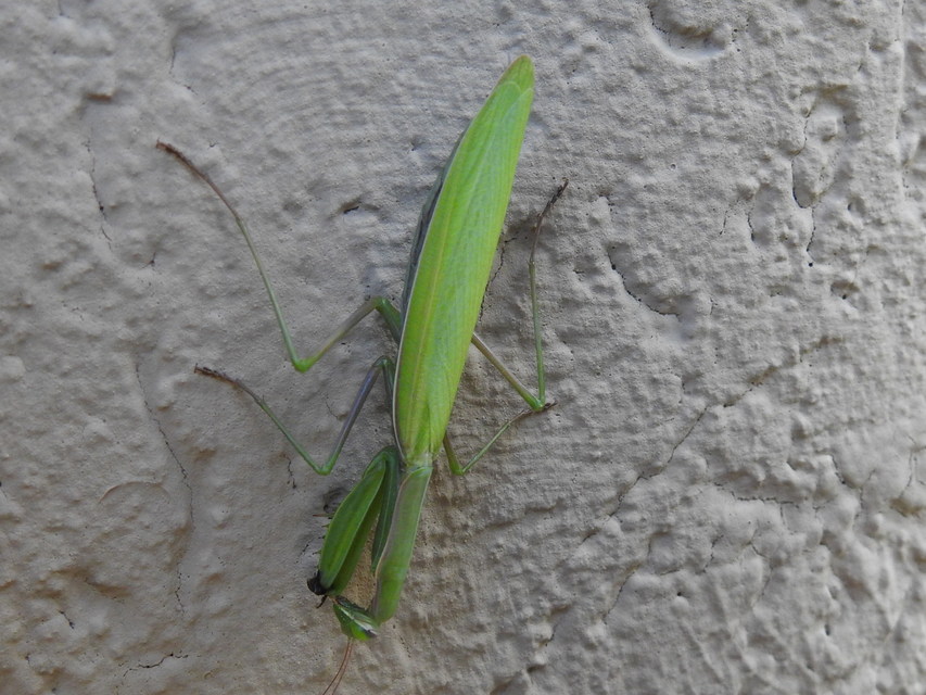 Mantis religiosa - imádkozósáska