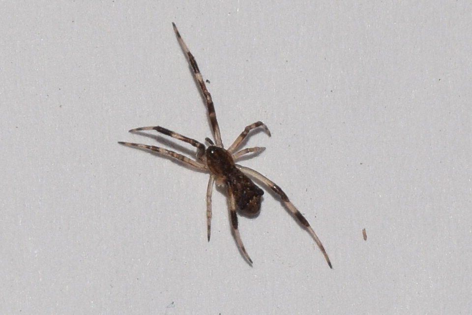Episinus angulatus