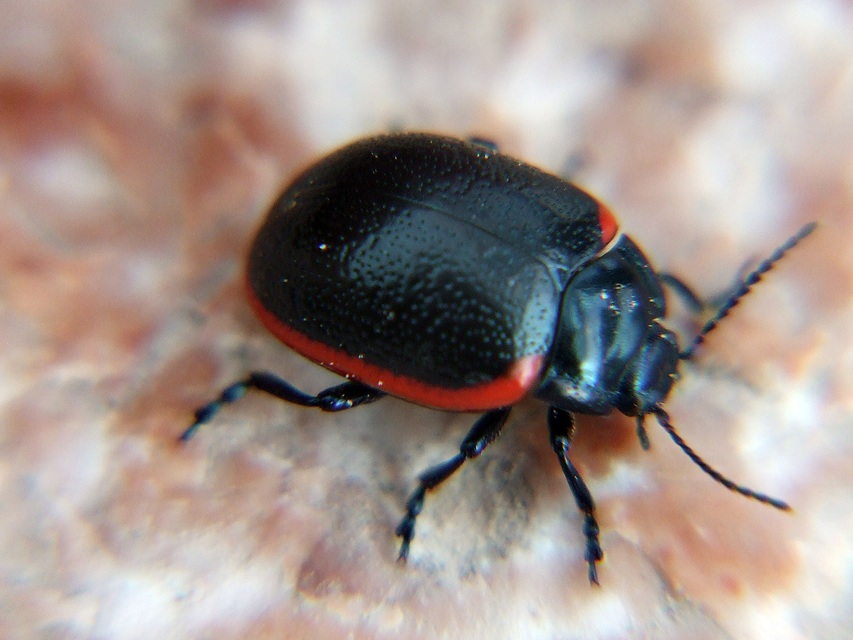 Chrysolina rossia - trapézhátú szegélyeslevelész