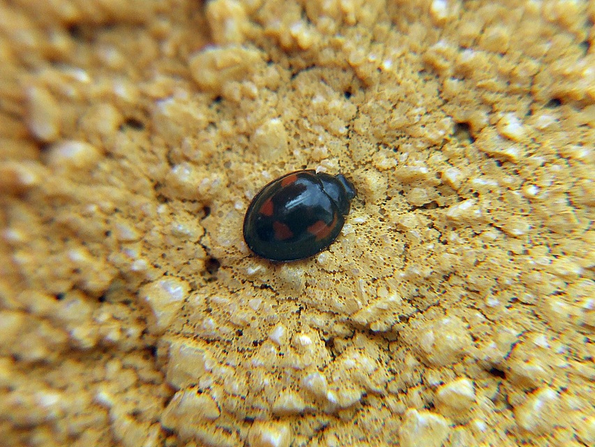 Exochomus quadripustulatus - négyfoltos szerecsenkata