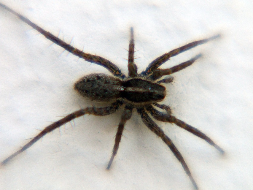 Pardosa agrestis - pusztai farkaspók