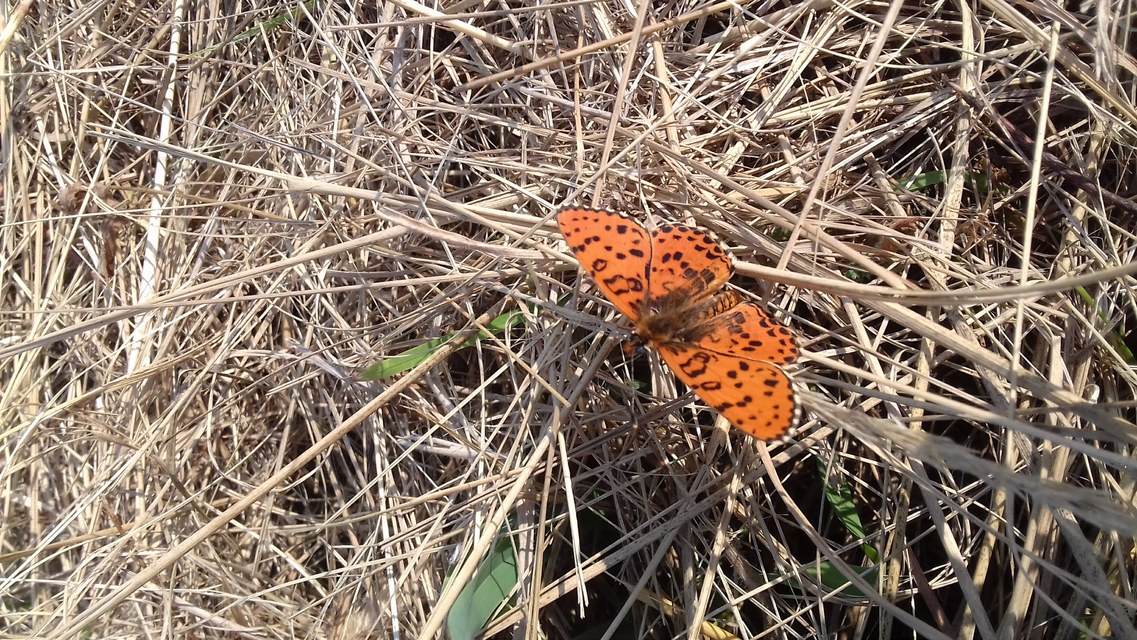 Melitaea didyma - tüzes tarkalepke