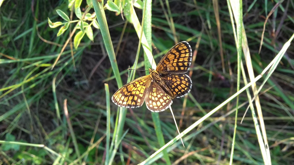 Melitaea athalia - közönséges tarkalepke