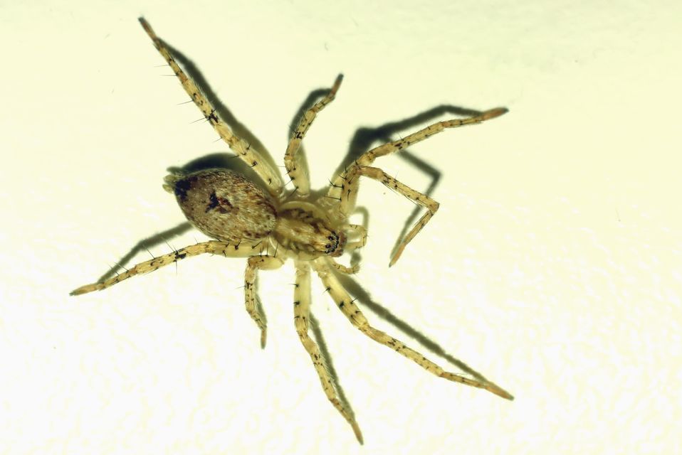 Anyphaena accentuata - jegyespók