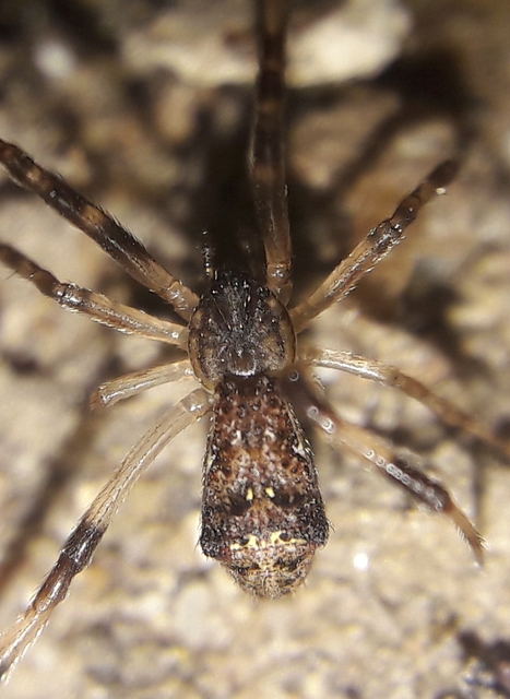 Episinus angulatus
