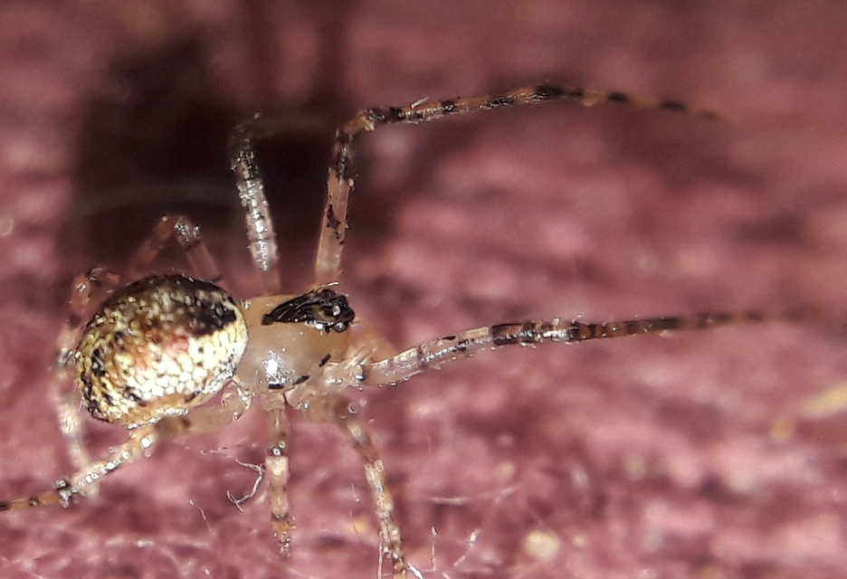 Kochiura aulica