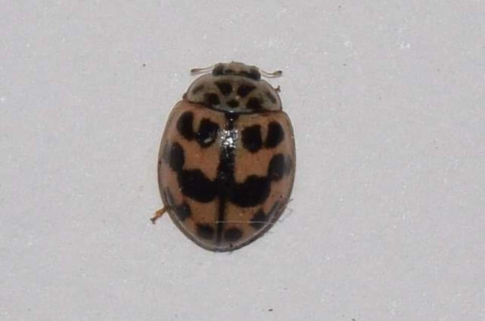 Oenopia conglobata - rózsás katica