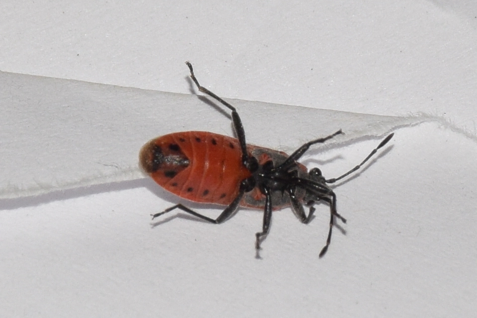 Arocatus roeselii