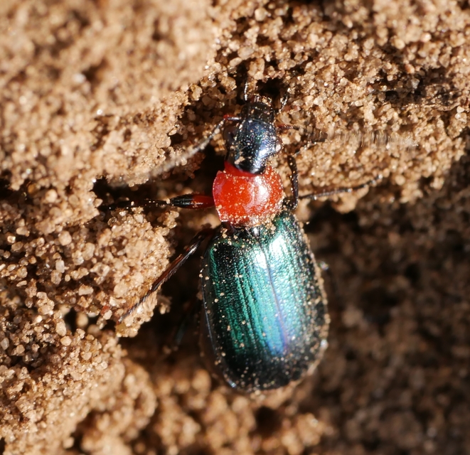 Lebia cyanocephala - pompás cserjefutó