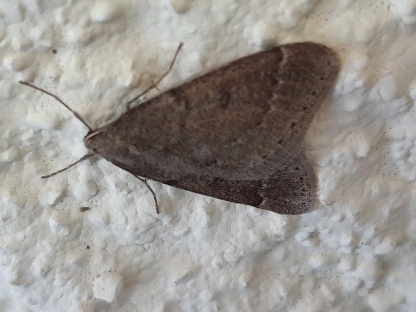 Theria rupicapraria - tavaszi kökényaraszoló