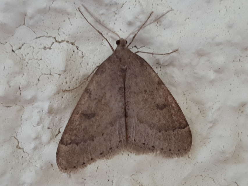 Theria rupicapraria - tavaszi kökényaraszoló