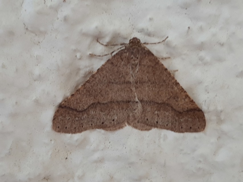 Agriopis marginaria - sárgás téliaraszoló