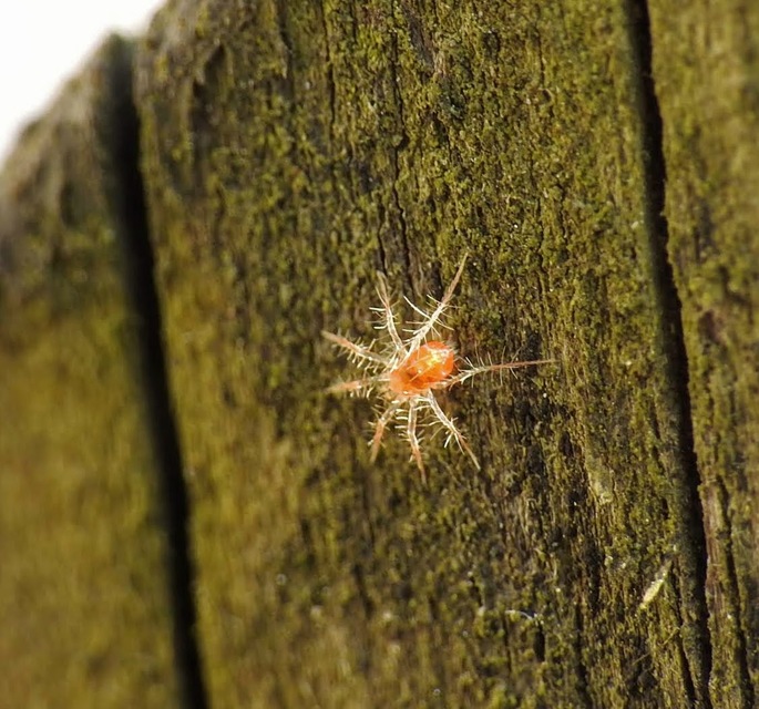 Anystidae