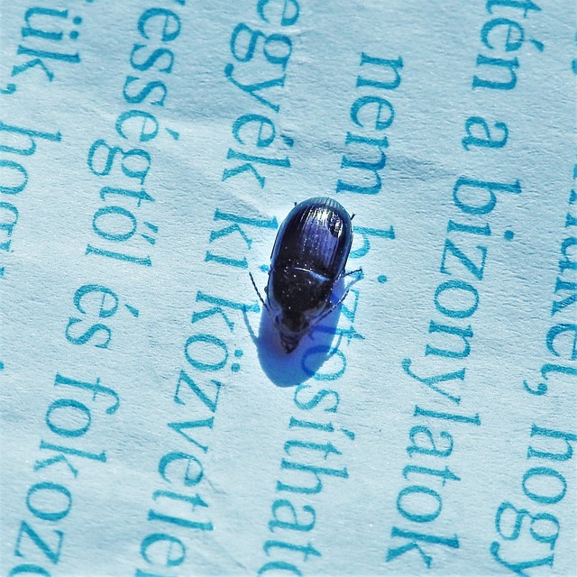 Amara Amara