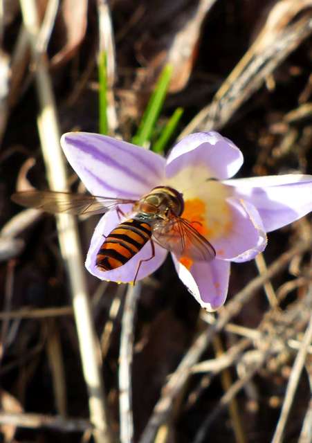 Episyrphus balteatus - ékfoltos zengőlégy