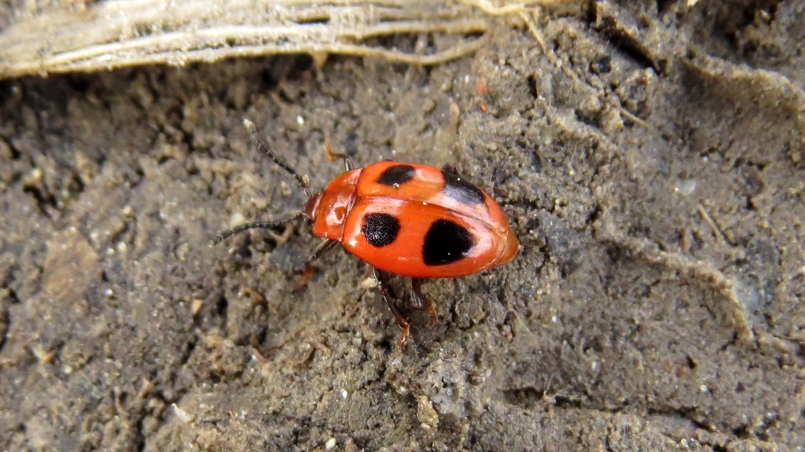 Endomychus coccineus - négypettyes álböde