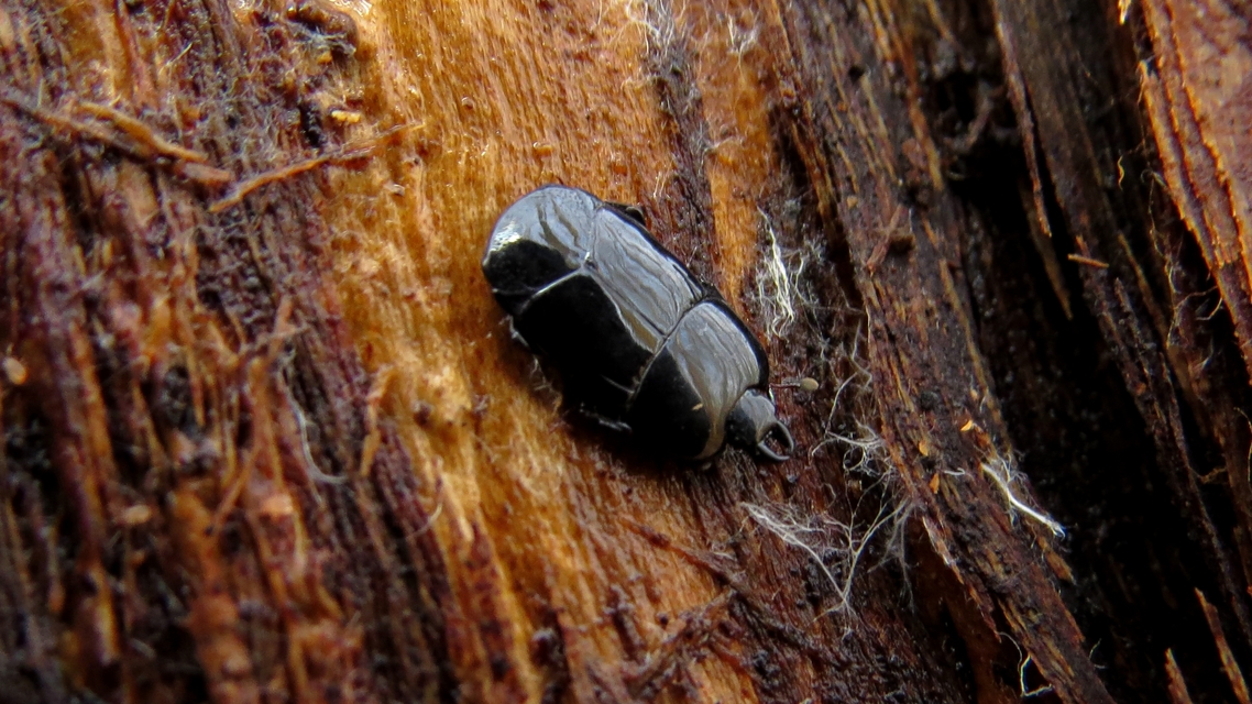 Hololepta plana - lemez-sutabogár