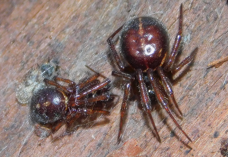 Steatoda bipunctata - kétpettyes faggyúpók