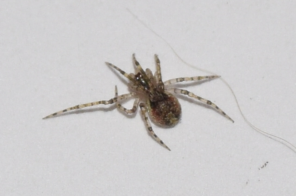 Kochiura aulica