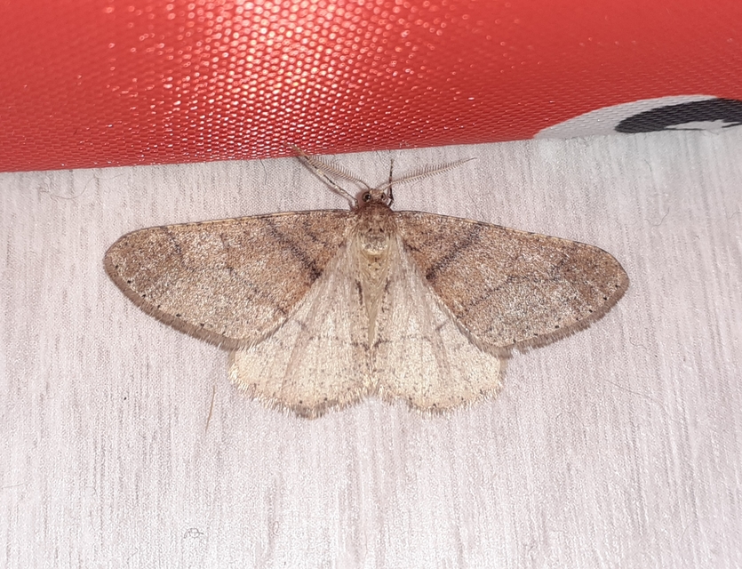 Agriopis marginaria - sárgás téliaraszoló