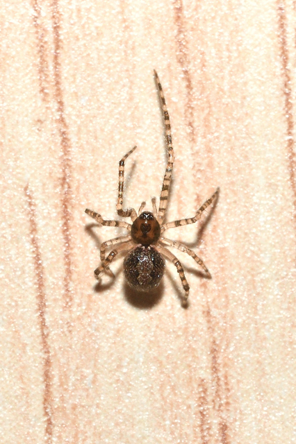 Theridion melanurum - fűrészes törpepók