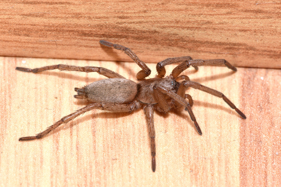 Drassodes