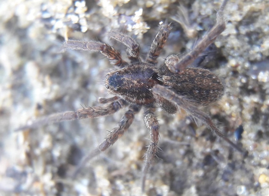 Pardosa amentata - parti farkaspók