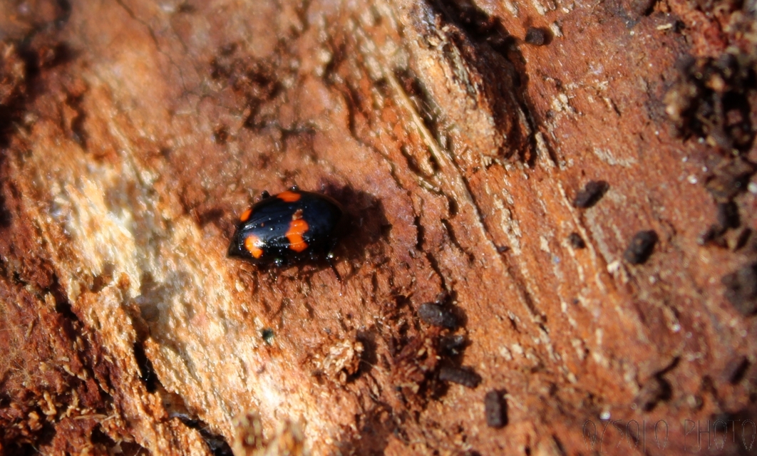 Scaphidium quadrimaculatum - négyfoltos sajkabogár