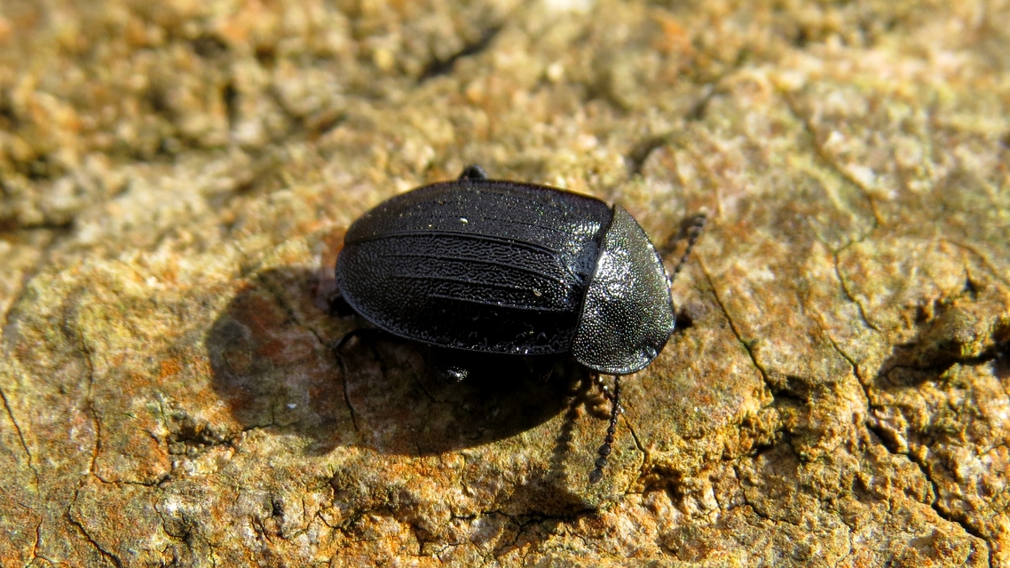 Phosphuga atrata - bordás csigarabló