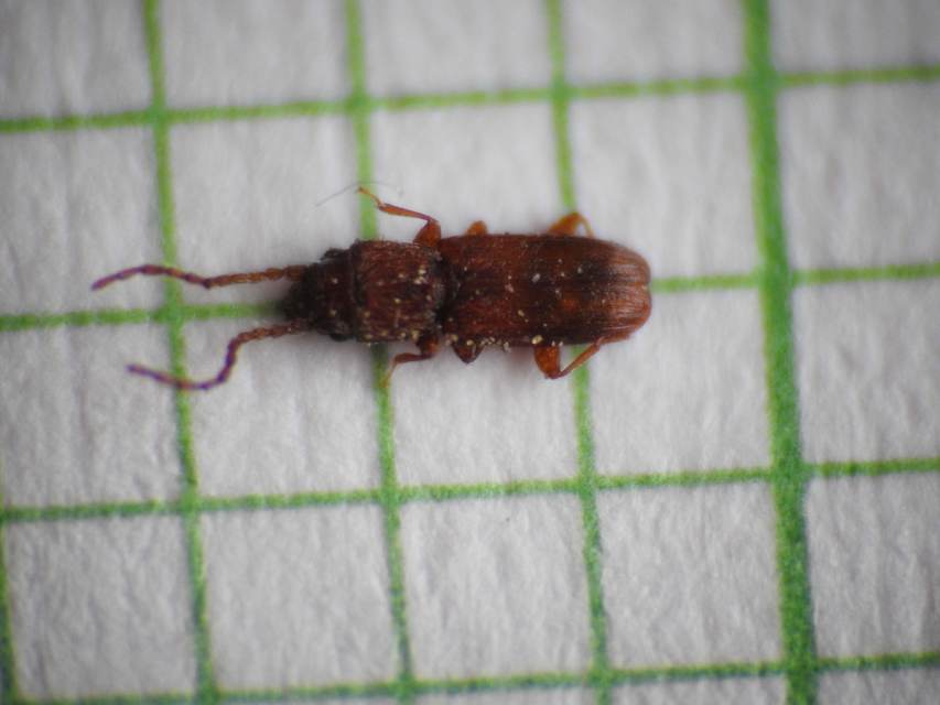 Laemophloeidae - szegélyeslapbogár-félék