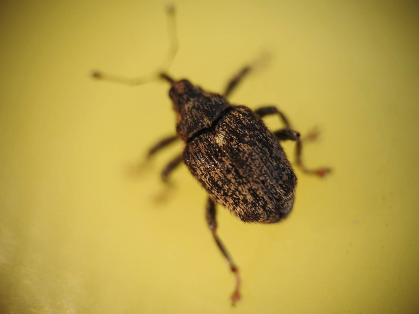 Ceutorhynchus pallidactylus - szőrös repce-ceutormányos