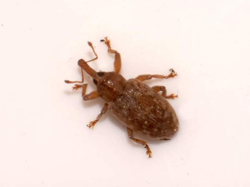 Dorytomus puberulus - feketenyár-hangormányos