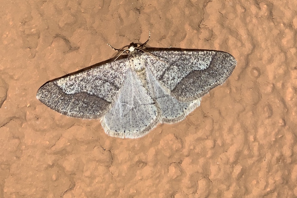 Agriopis marginaria - sárgás téliaraszoló