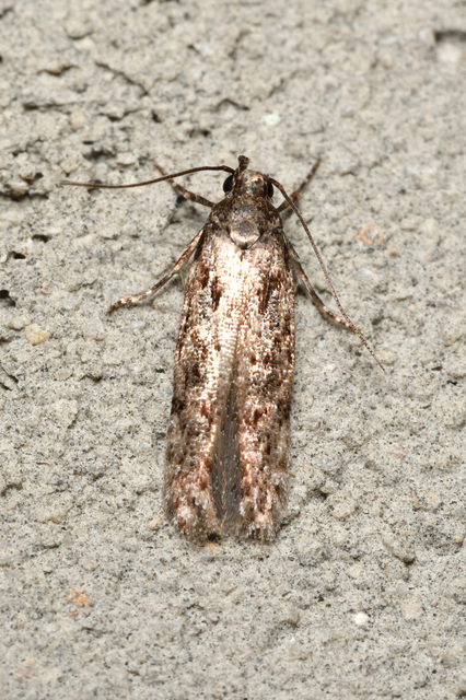Endrosis sarcitrella - kamramoly