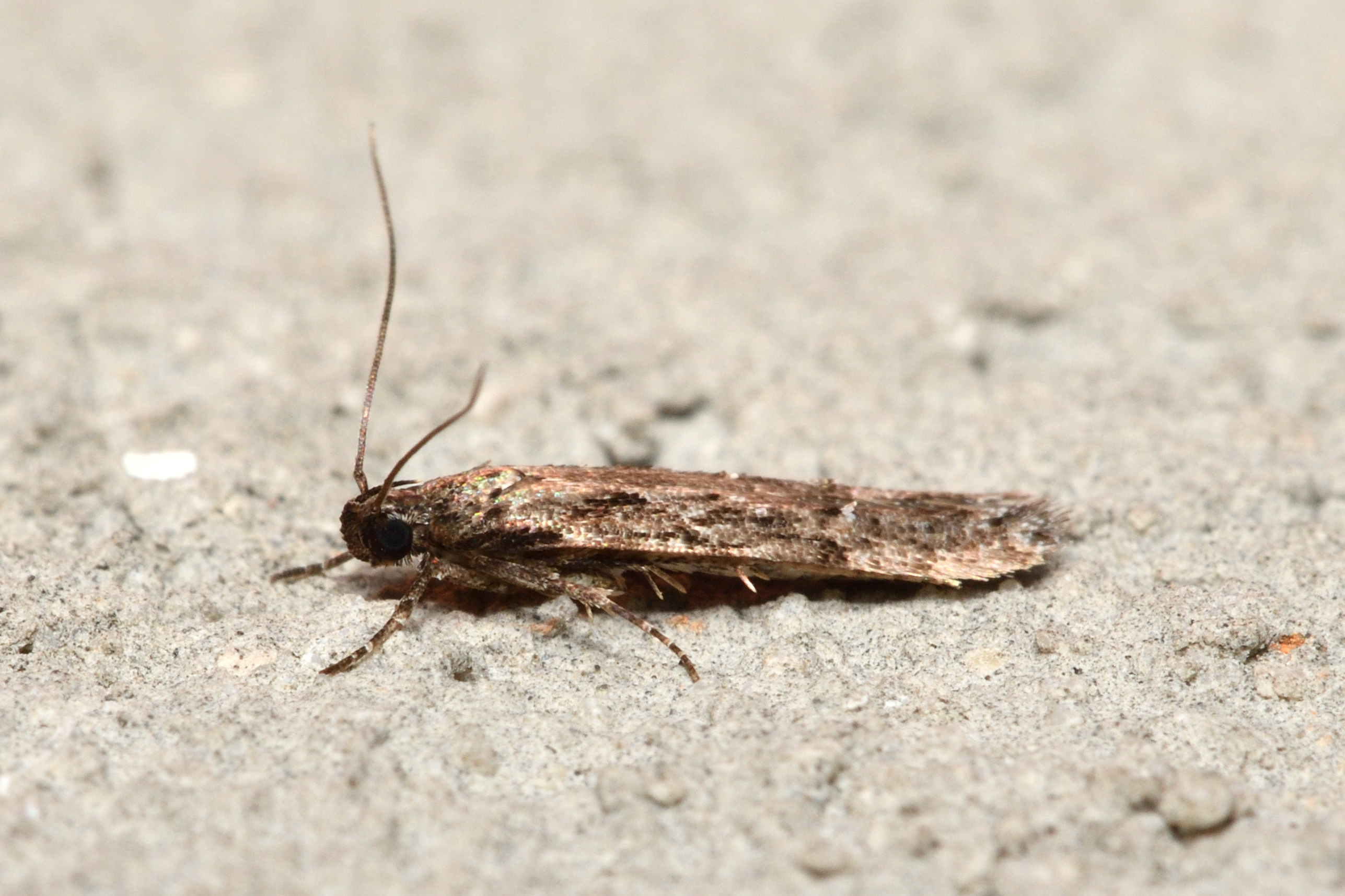 Endrosis sarcitrella - kamramoly
