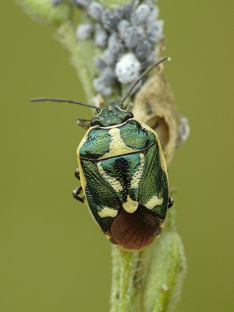 Eurydema oleracea - paréjpoloska Eurydema oleracea - paréjpoloska