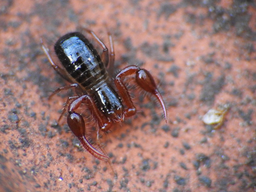 Neobisium