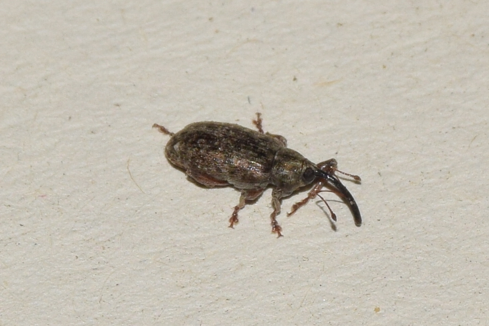 Dorytomus schoenherri - sertegalléros hangormányos