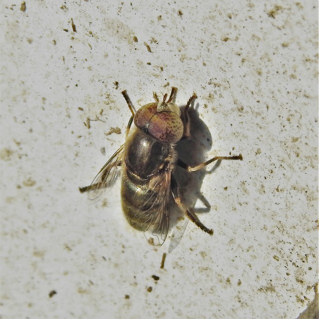 Eristalinus aeneus - bronzos foltosszeműlégy