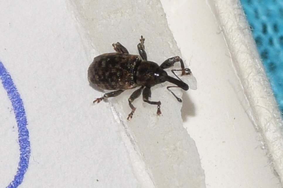 Dorytomus taeniatus - kecskefűz-hangormányos