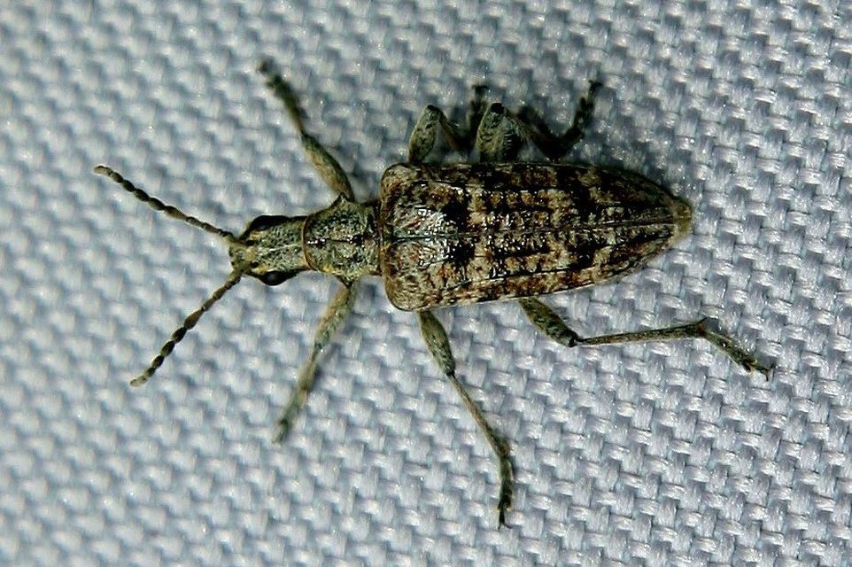 Rhagium inquisitor - fenyves-tövisescincér