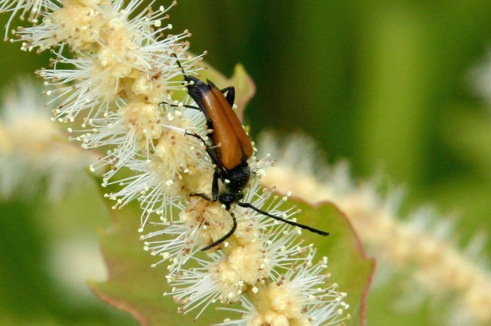 Stictoleptura fulva - vörhenyes virágcincér