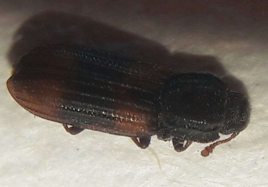Bitoma crenata - szalagos héjbogár