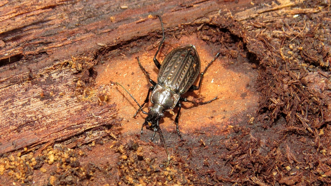Carabus granulatus - mezei futrinka