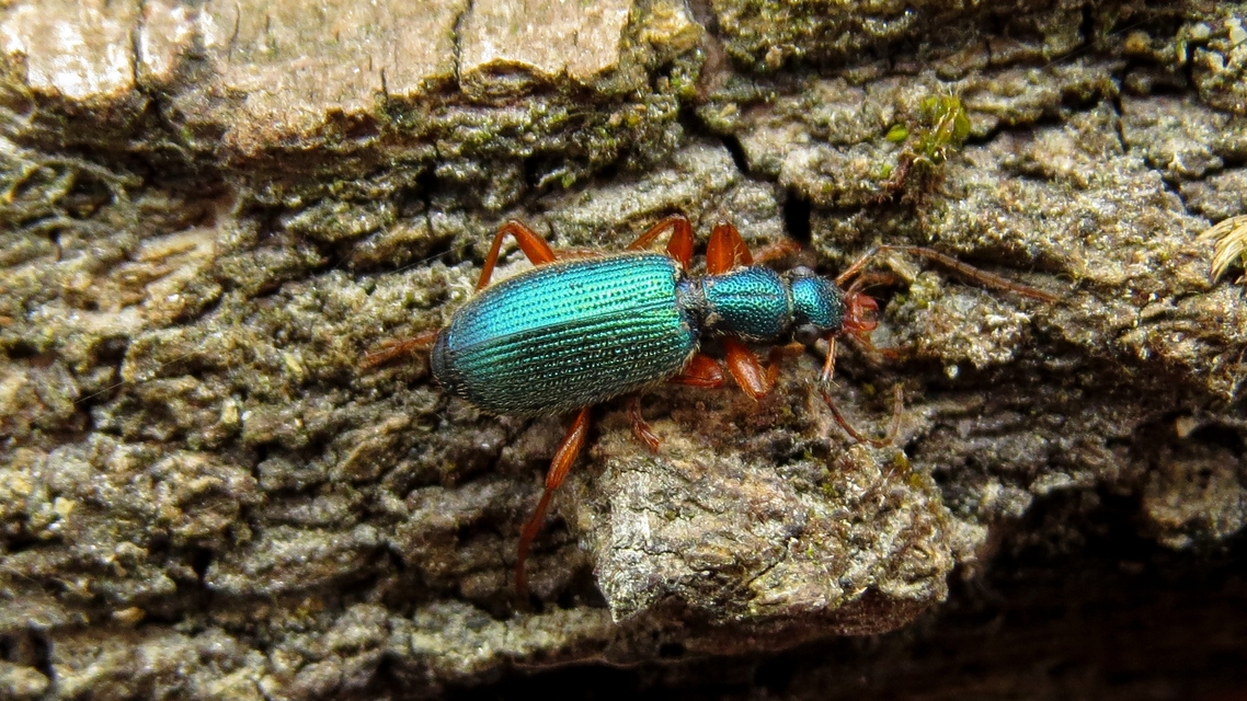 Drypta dentata - atlaszfutó