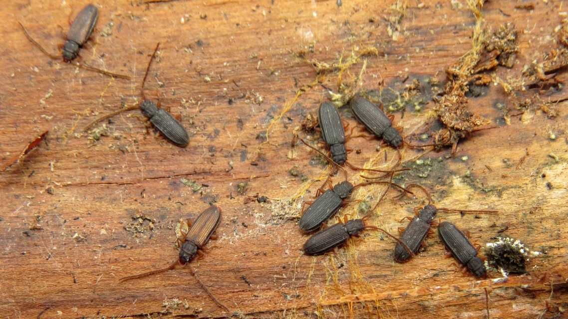 Uleiota planatus - hosszúcsápú fogasnyakú-lapbogár