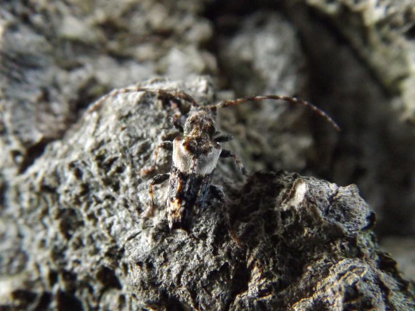 Pogonocherus hispidus - kéttövises ecsetcincér
