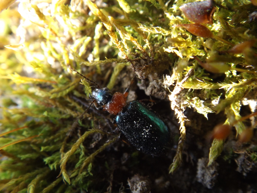 Lebia cyanocephala - pompás cserjefutó