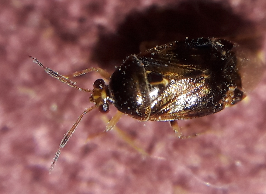 Deraeocoris lutescens - sárgás mezeipoloska
