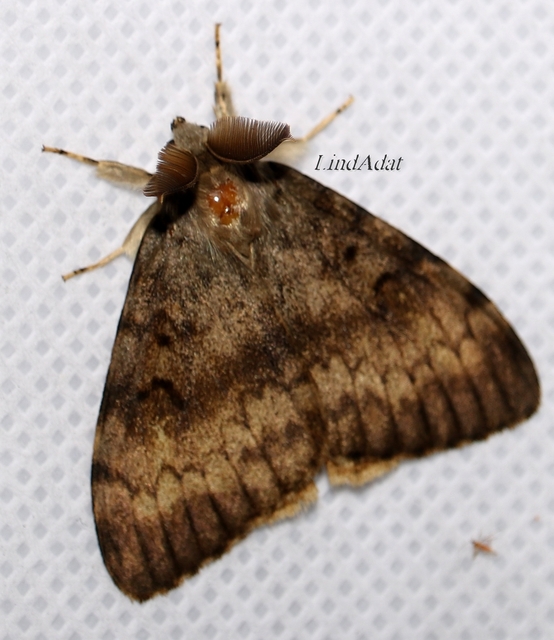 Lymantria dispar - gyapjaslepke